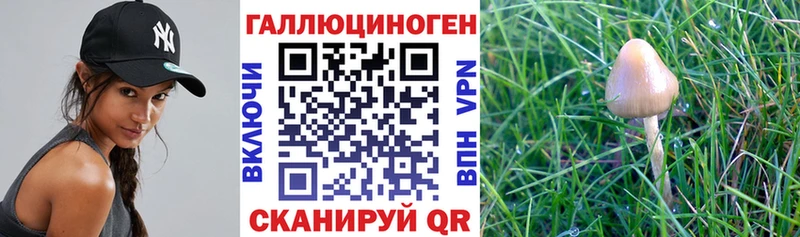 Псилоцибиновые грибы ЛСД кракен tor Ковылкино